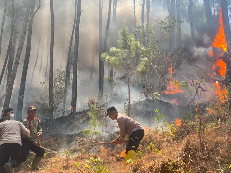 Petugas gabungan Polres Ponorogo dan Perhutani melakukan pemadaman manual kebakaran hutan di lereng Gunung Limas, Desa Caluk, Kecamatan Slahung, Kamis (24/9/2026).